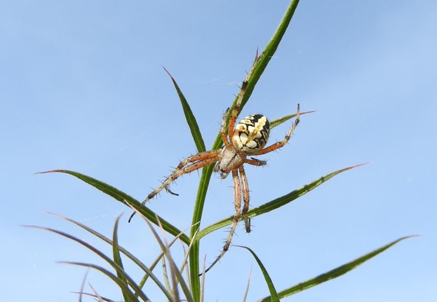 Neoscona adianta? S ! Gorgoglione (MT)